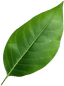 Mango Leaf